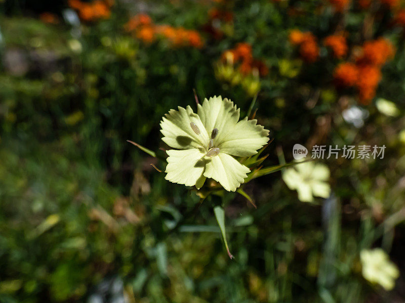 夏天，花园里生长的石竹(Dianthus knappii)的明黄色花朵的微距镜头